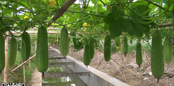 迷你世界小蘑菇种植方法是什么？